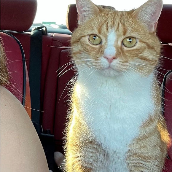 Meet the Posher - Picture 5 of 7